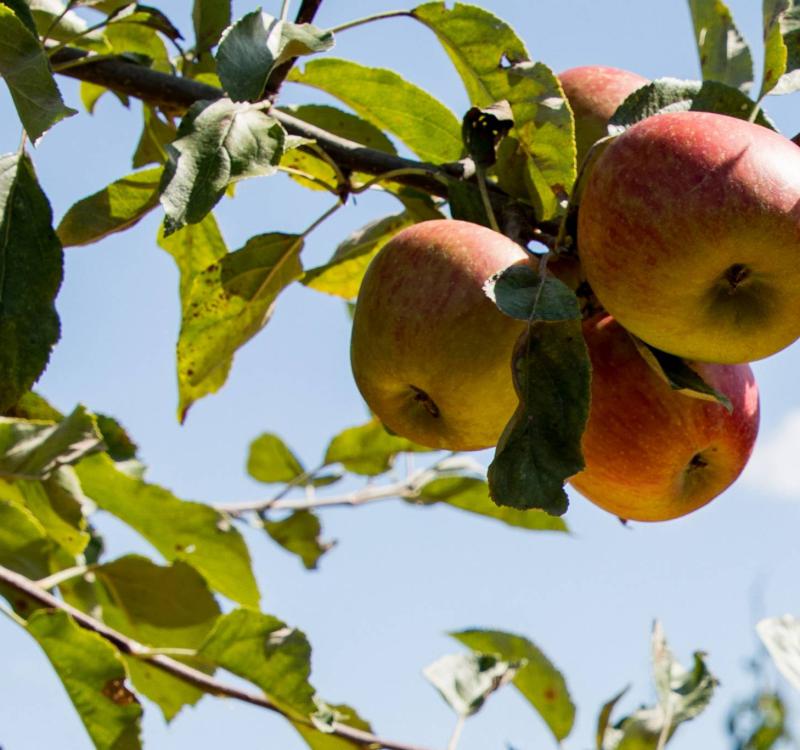 De Appelaere