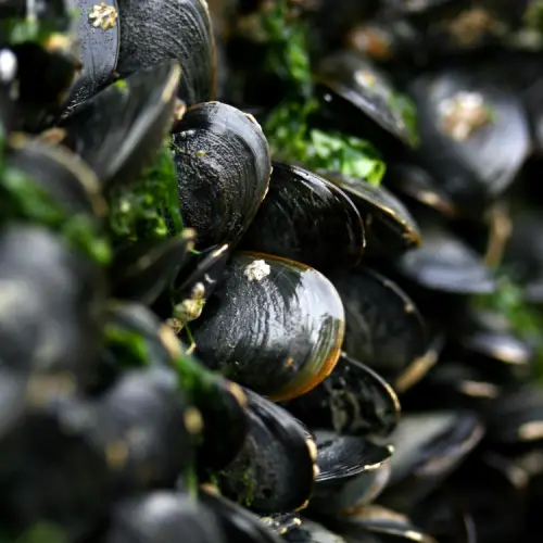 FoodDelta Zeeland