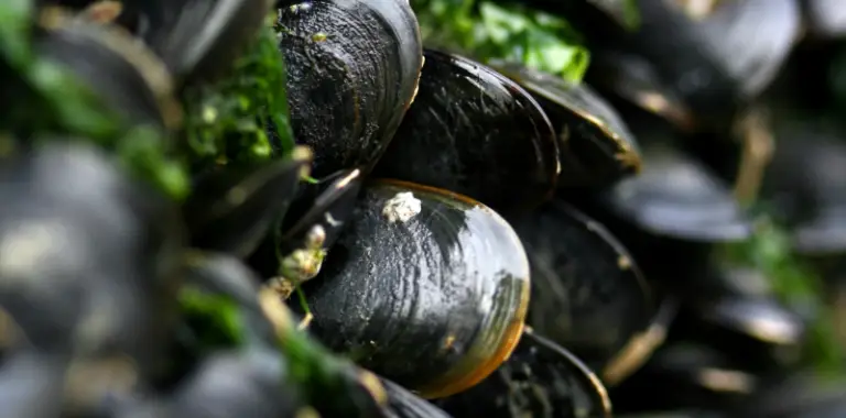 FoodDelta Zeeland