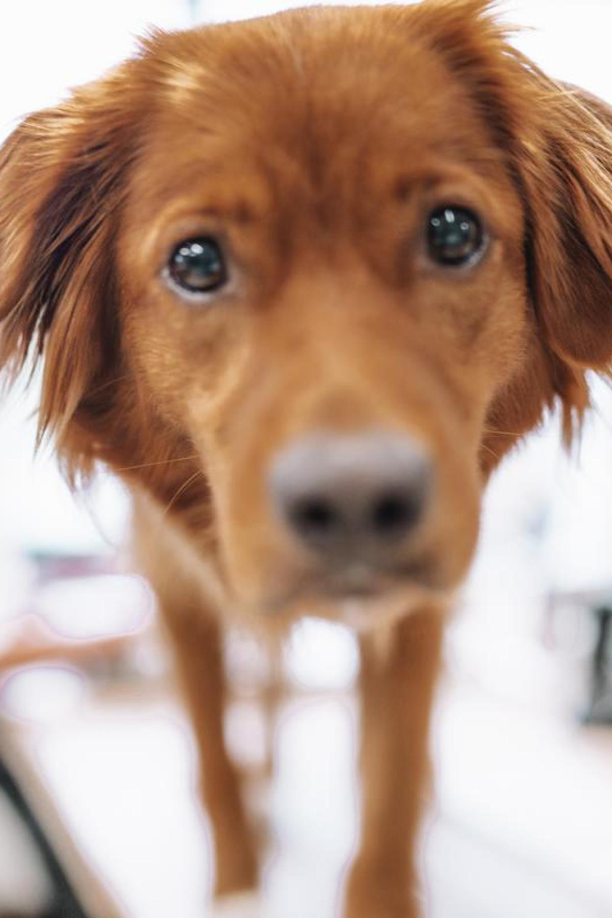 Pip