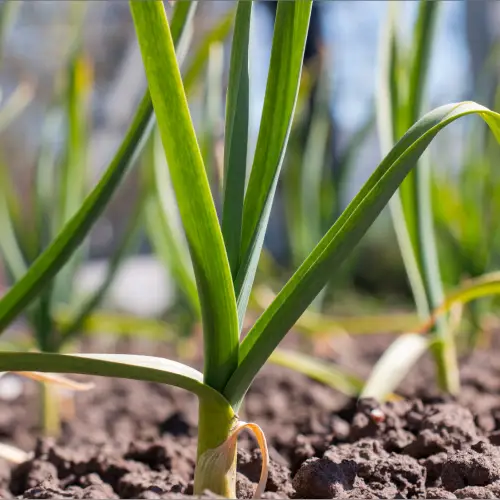 Marbo Onions